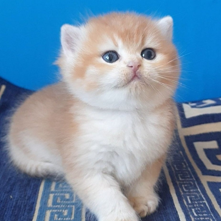 Teya British Shorthair female, chocolate golden chinchilla