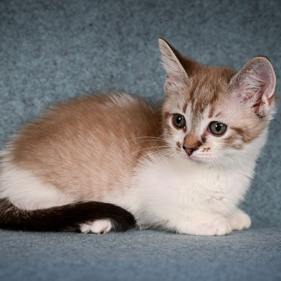 Kleo Munchkin female, black pointed spotted tabby bicolour