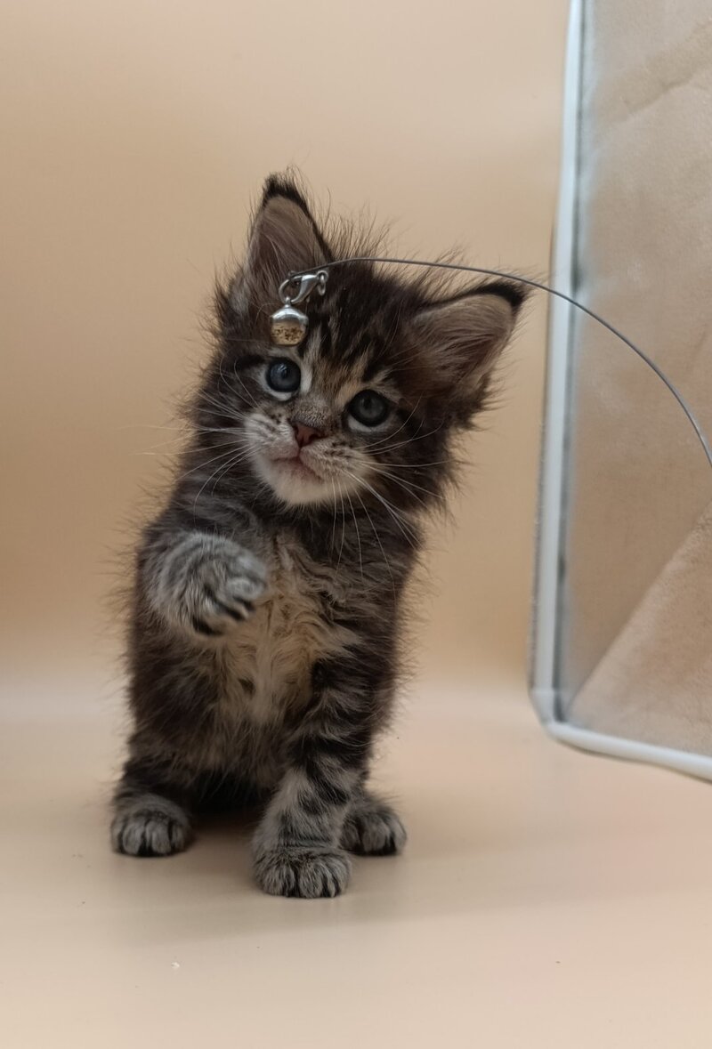 Diamond Maine Coon male, black silver tabby