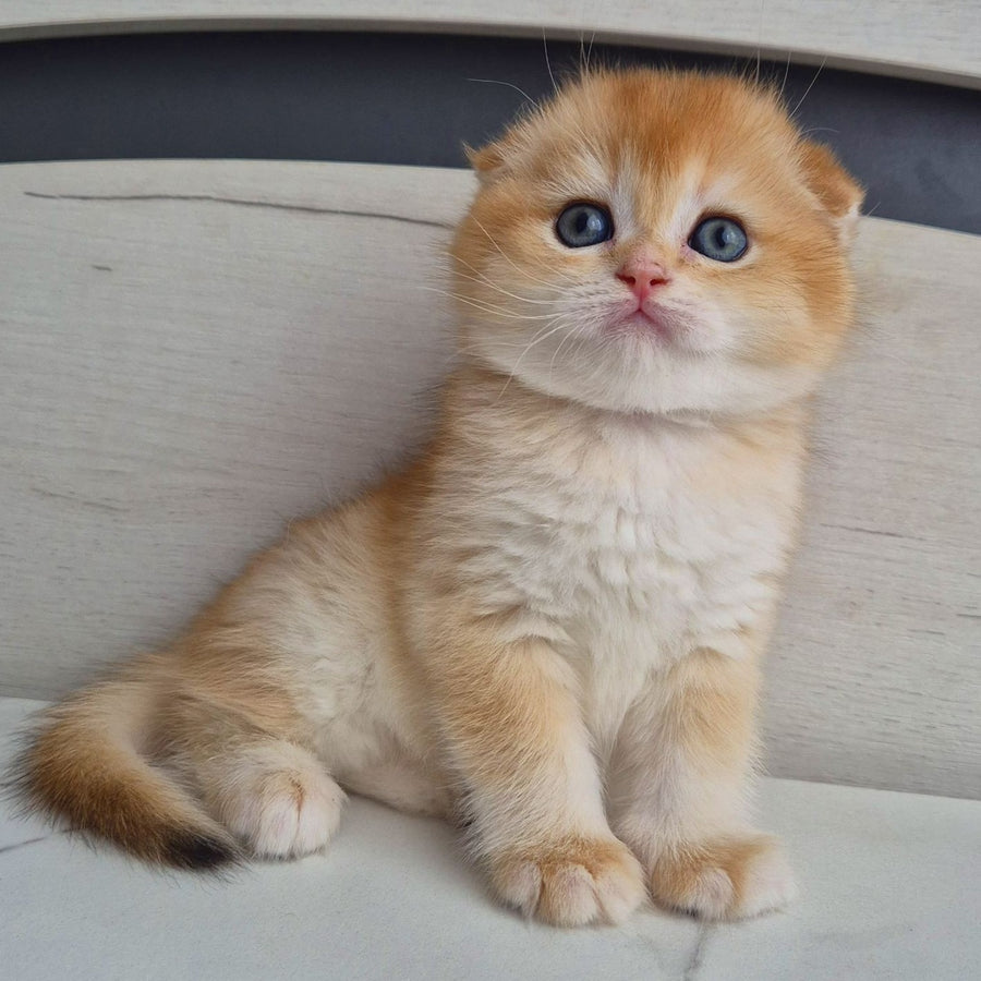 Billy Scottish Fold male, black golden chinchilla