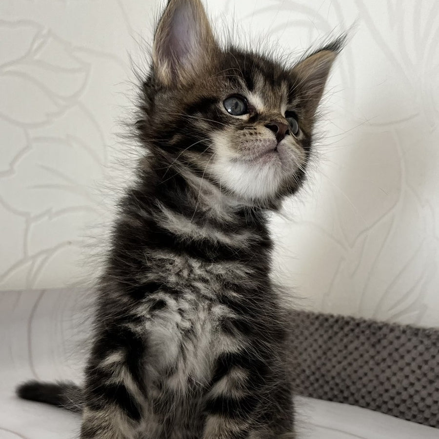 Irbus Maine Coon male, black tabby