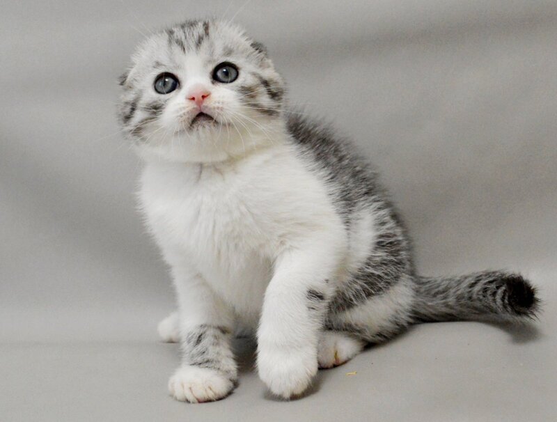 Vatson Scottish Fold male black silver spotted tabby bicolour - live animals