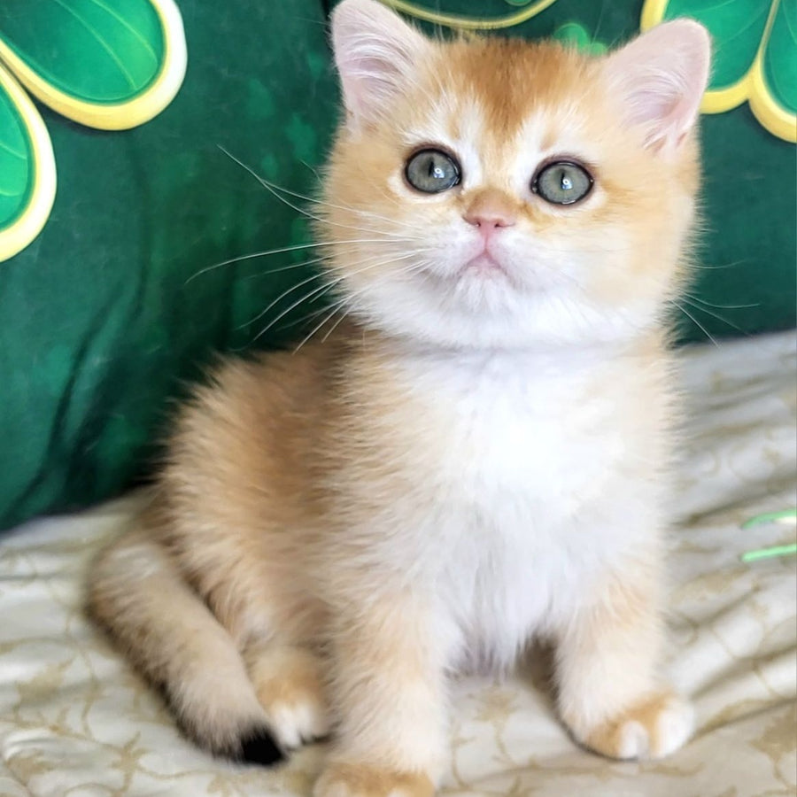 Yuna British Shorthair female, black golden chinchilla