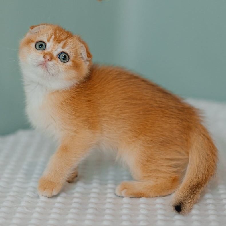 Diora Scottish Fold female, black golden chinchilla