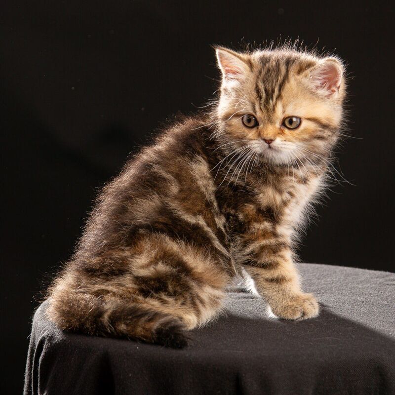 Naomie Scottish Straight male black tortie tabby - live animals