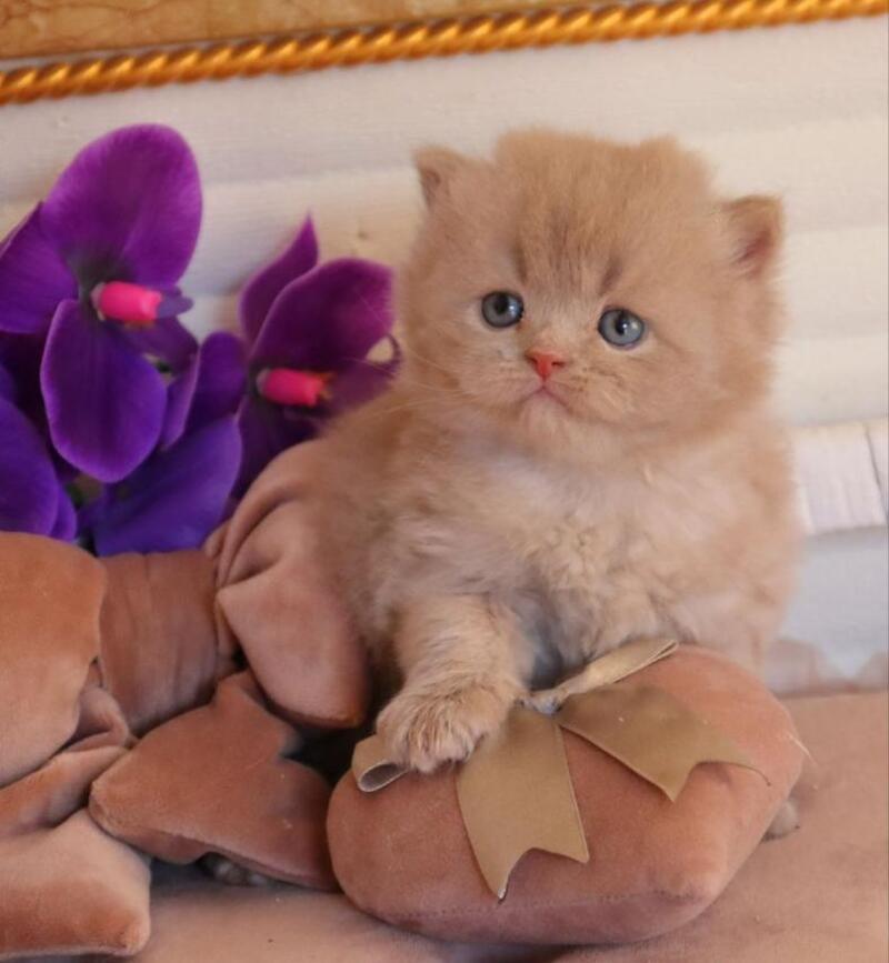 Benjamin British Longhair male fawn - live animals