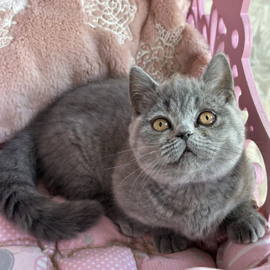 Milka Munchkin female, blue