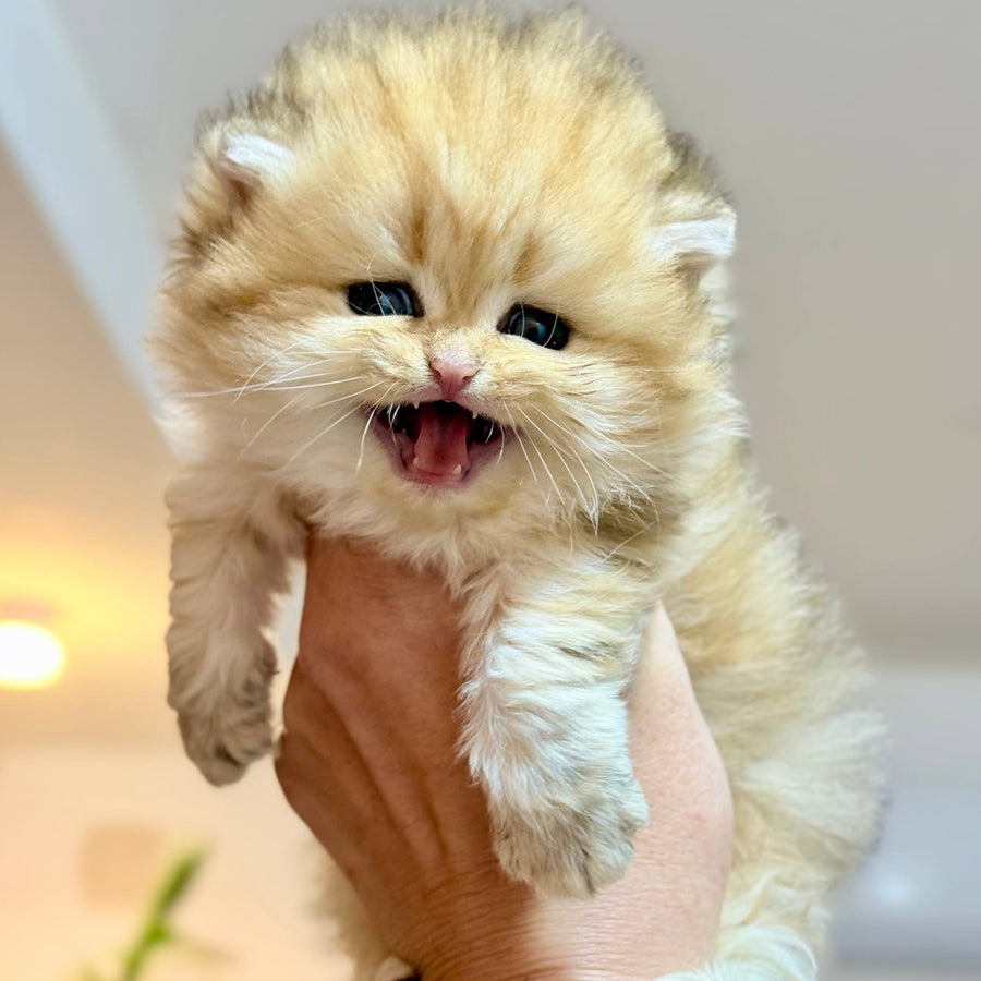 Nori Scottish Straight male, black golden tabby