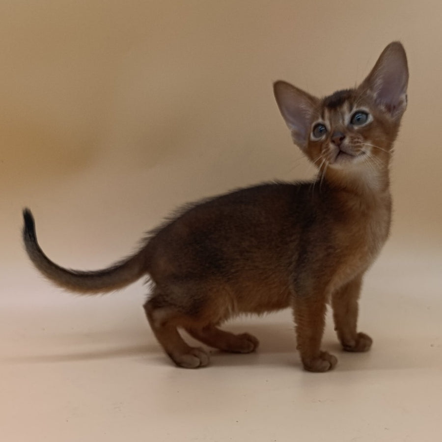 Mikkel Abyssinian male, ruddy