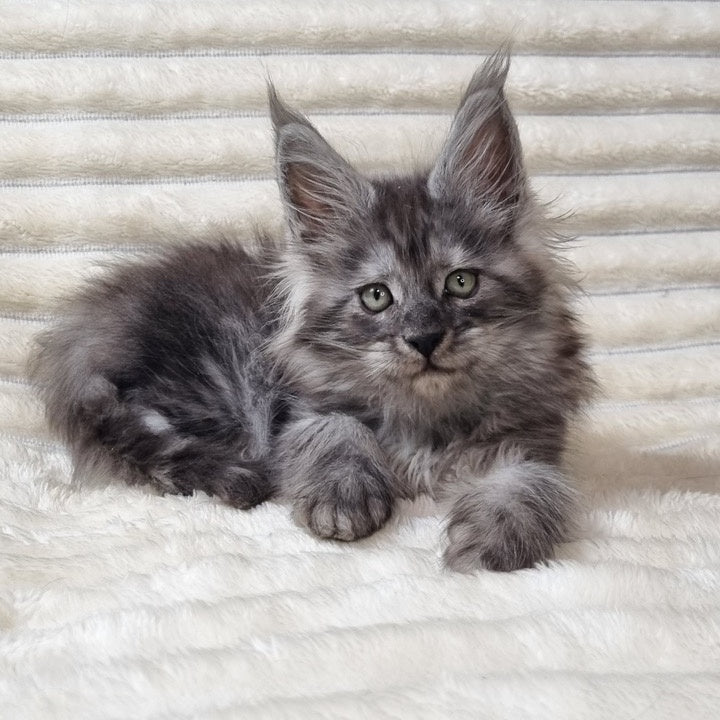 Uno Maine Coon male, black silver