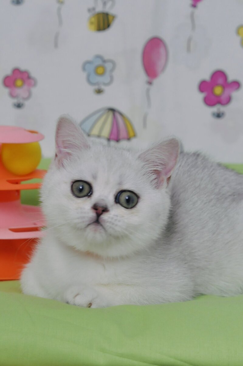 Kleo British Shorthair female black golden shaded - live animals