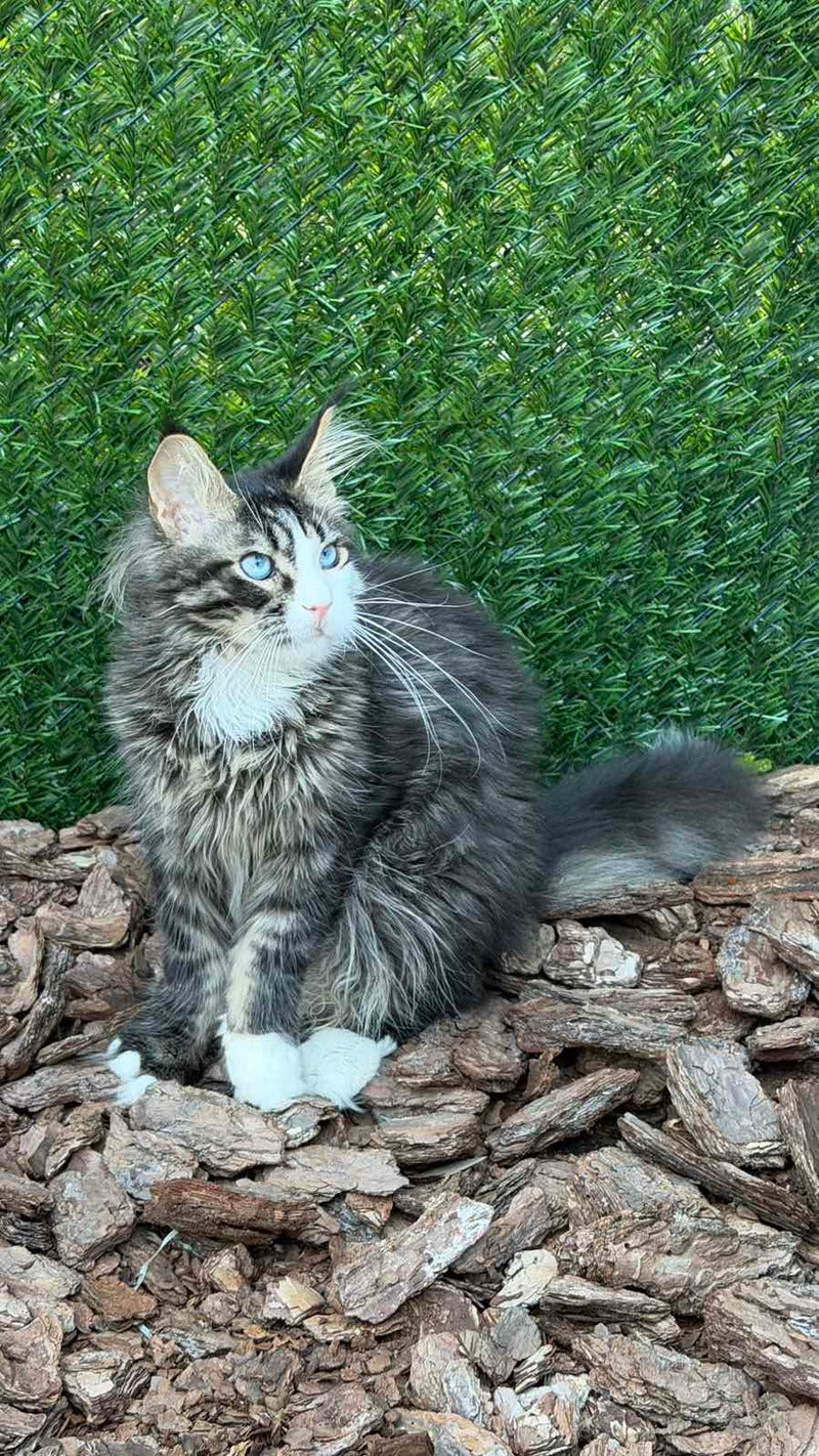 Dior Maine Coon male, black tabby with white