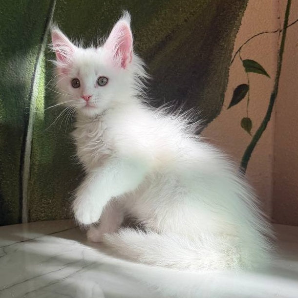Zefir Maine Coon male, white