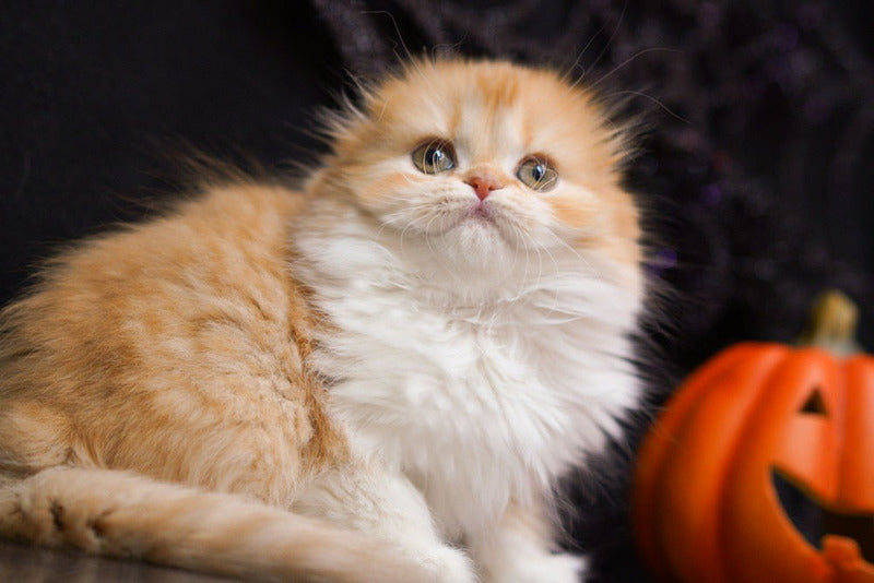 Jujube Scottish Fold female, red spotted tabby bicolour