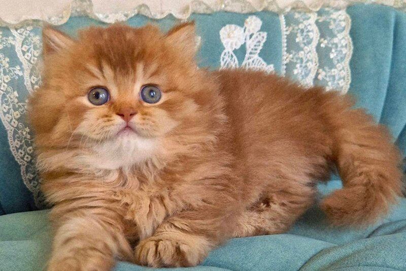 Maribel British Longhair female chocolate golden shaded - live animals