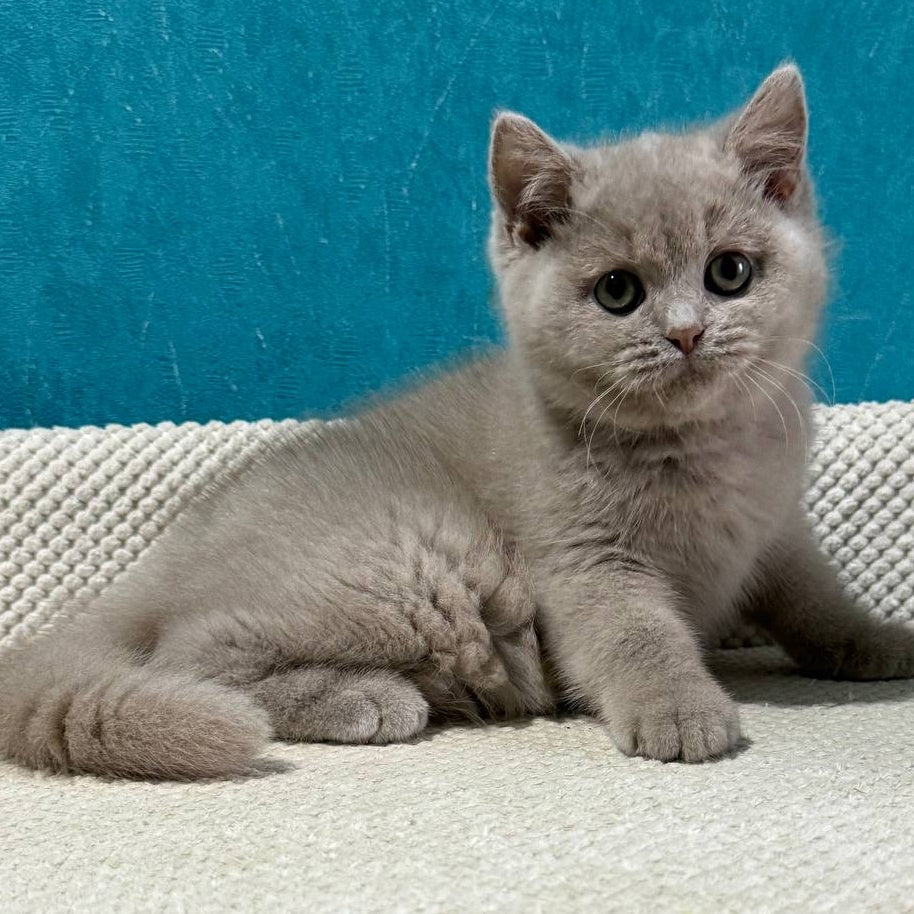 Bonya British Shorthair female, fawn