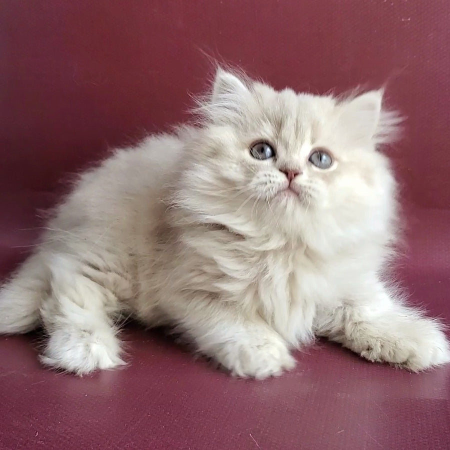 Zabava British Longhair female, blue golden shaded