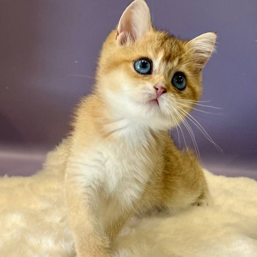 Irvin British Shorthair male, black golden shaded
