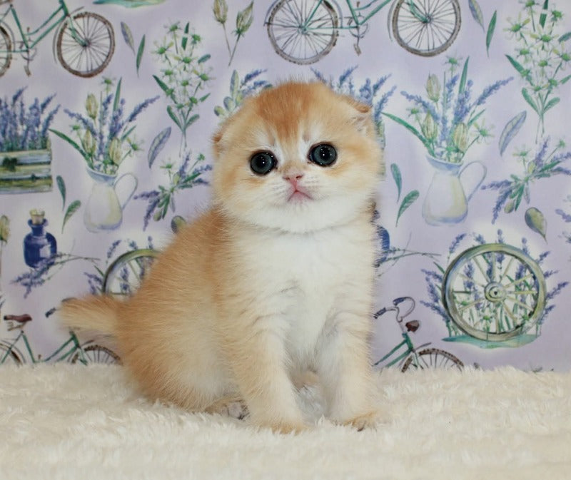 Juliet Scottish Fold female, black golden chinchilla