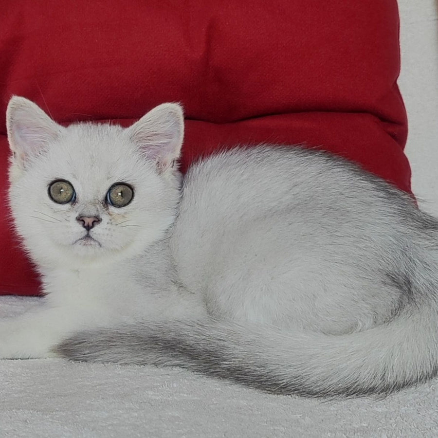Xan Scottish Straight male, blue silver ticked tabby
