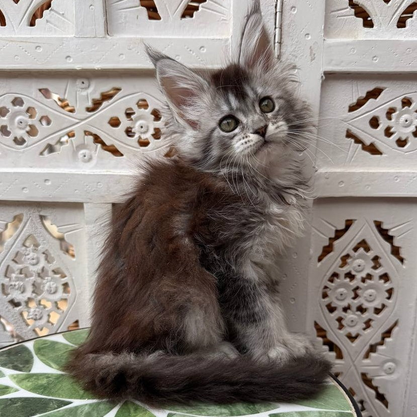Blossom Maine Coon female, black silver tabby