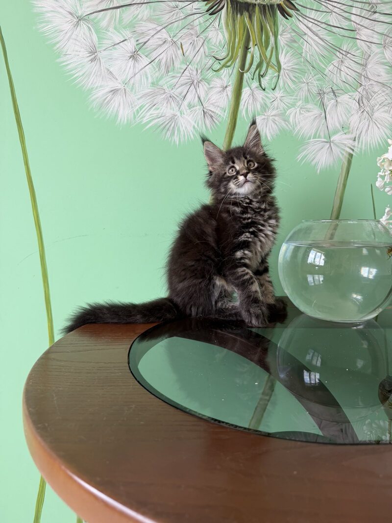 Tiger Maine Coon male, black tabby