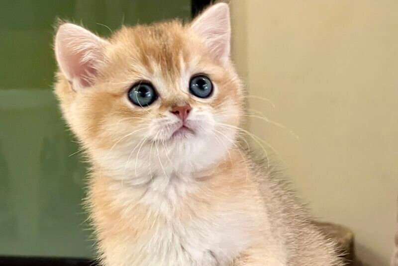 Darvin British Shorthair male black golden shaded - live animals
