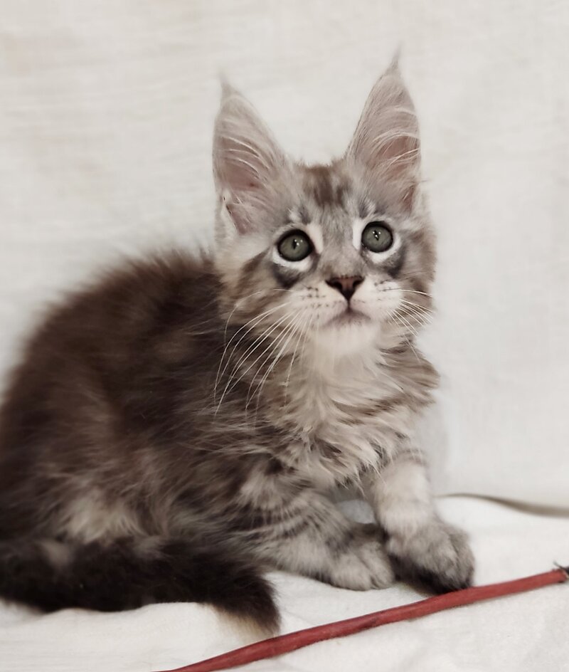 Dzheyk Maine Coon male, black silver tabby