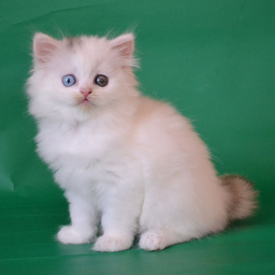 Oscar Scottish Straight male, black silver tabby van