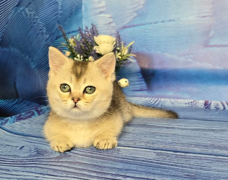 Rambo Munchkin male blue silver shaded - live animals