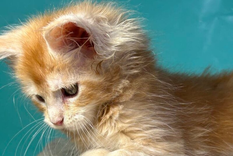 Amir Maine Coon polydactyl male red tabby with white - live animals