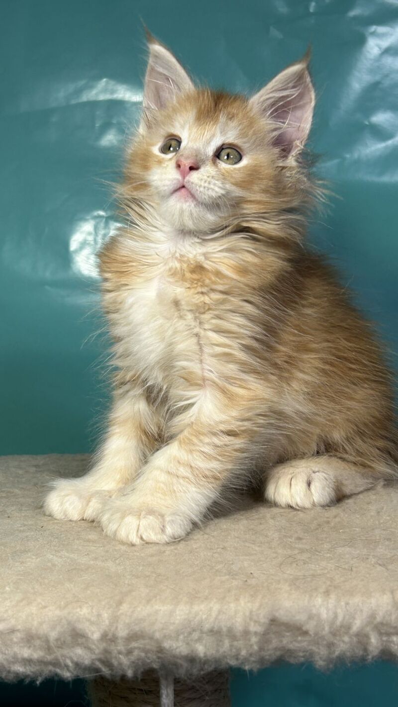 Amir Maine Coon polydactyl male red tabby with white - live animals