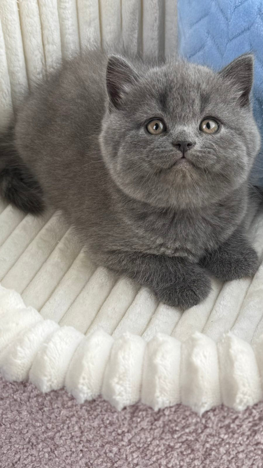 Austin Scottish Straight male, blue