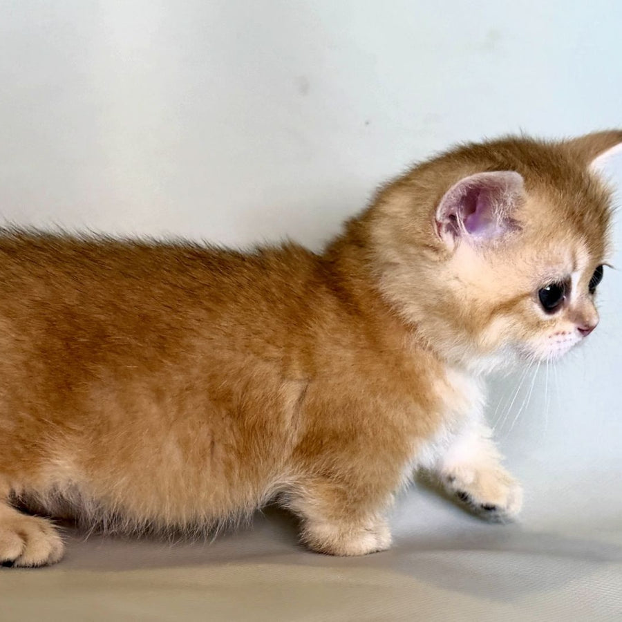 Qamra Munchkin female, black golden shaded