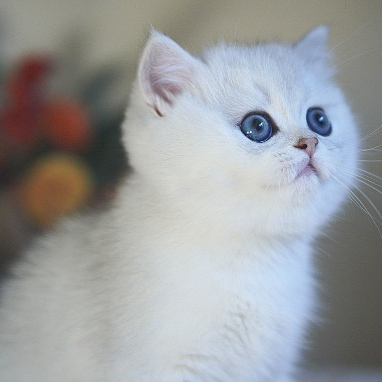 Charm British Shorthair male, black silver shaded