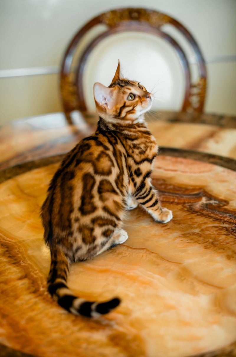 Alma Bengal female, black spotted tabby