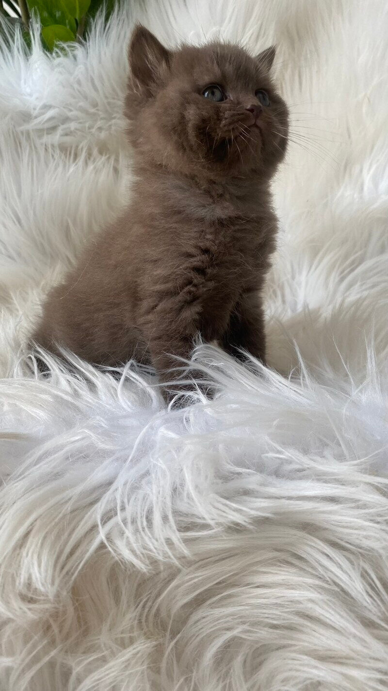 Zlata British Shorthair female chocolate - live animals