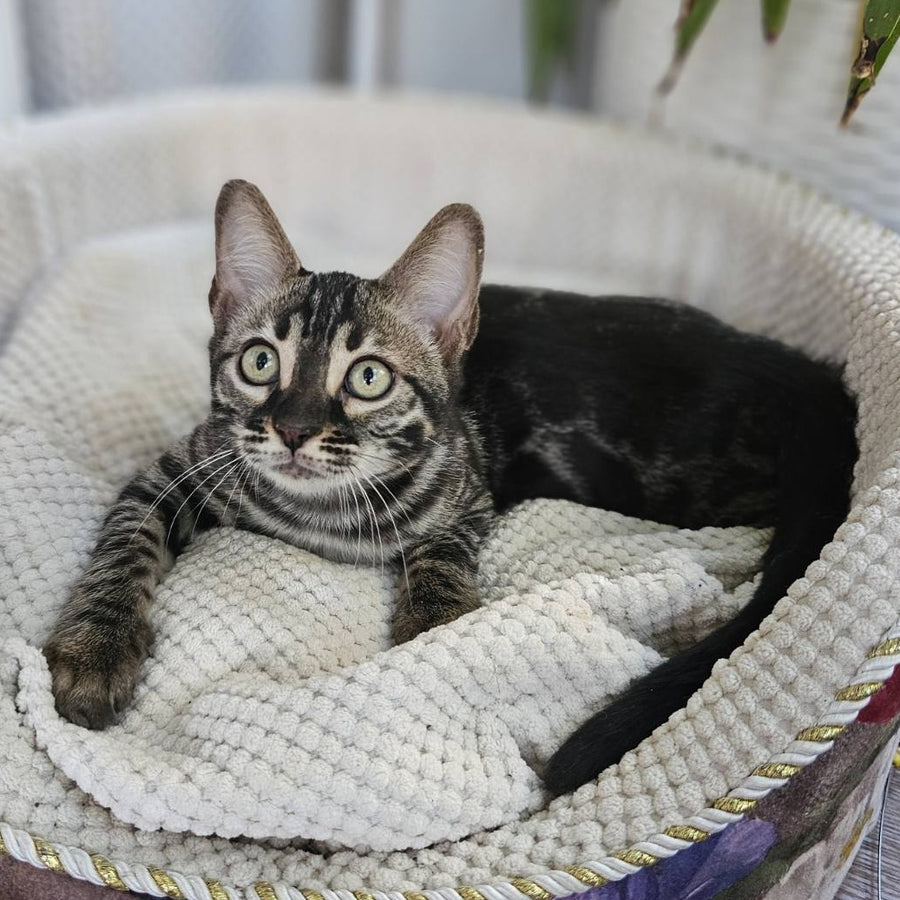 Vega Bengal female, black amber spotted tabby