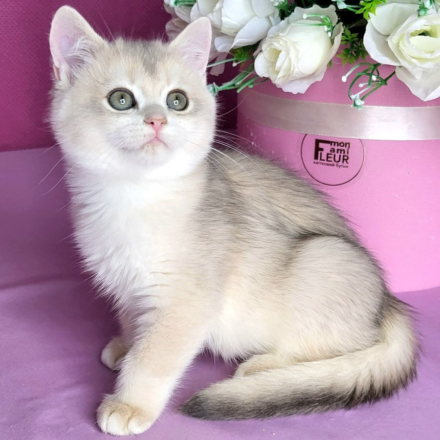 Aramis British Shorthair male, blue golden chinchilla