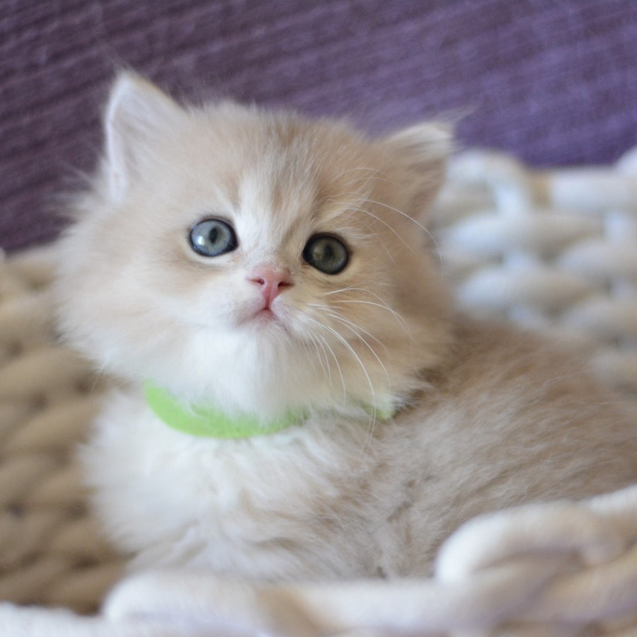 Yarik British Longhair male, blue golden chinchilla