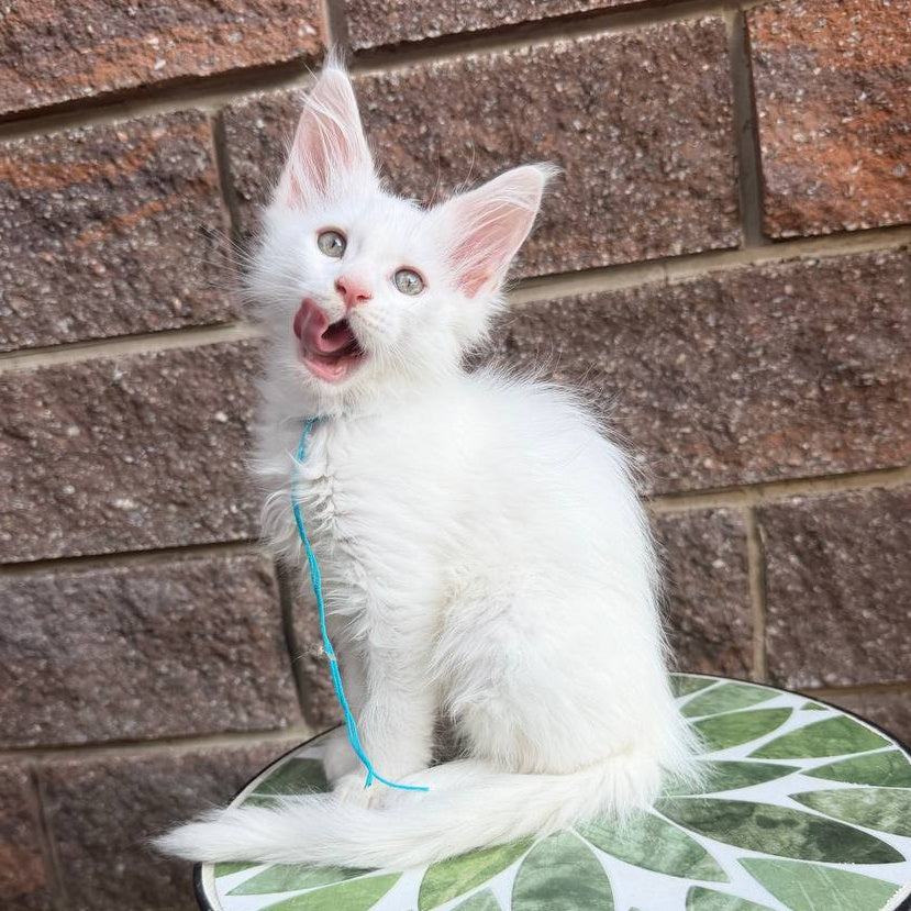 Ziggy Maine Coon male, white