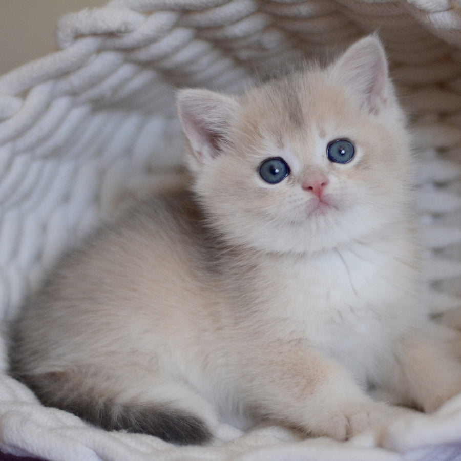 Yannis British Shorthair male, blue golden chinchilla
