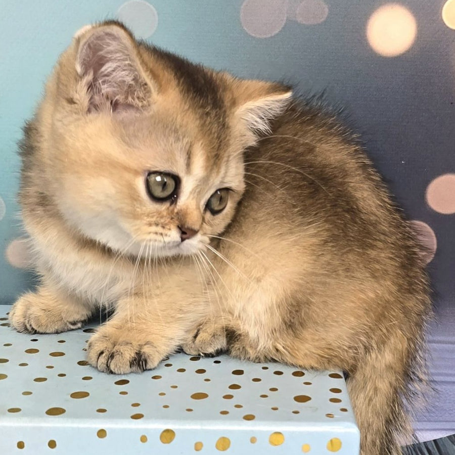 Crumble Munchkin male, black golden shaded