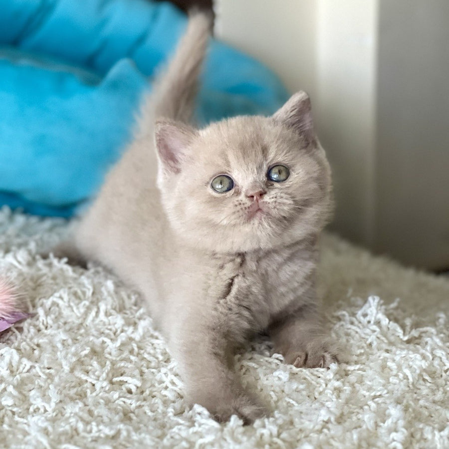 Pamela British Shorthair female, fawn