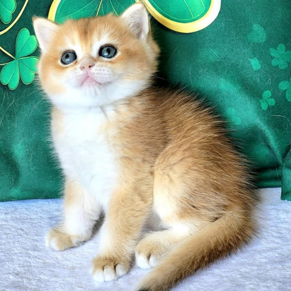 Yanek British Shorthair male, black golden chinchilla