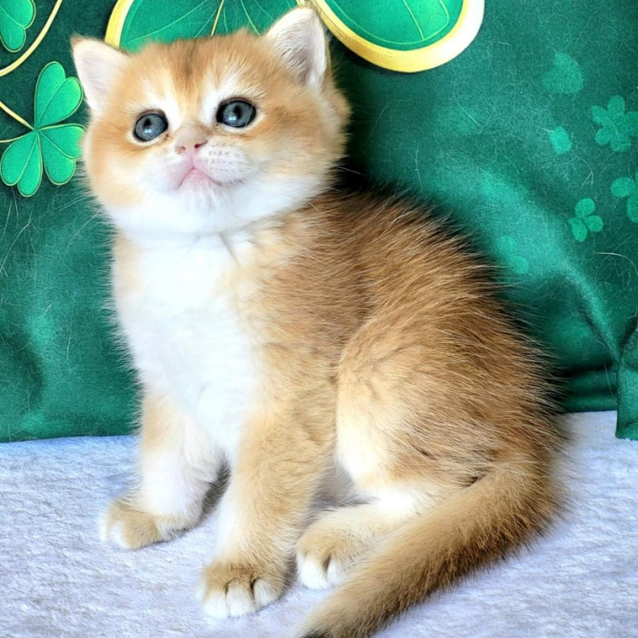 Yanek British Shorthair male, black golden chinchilla
