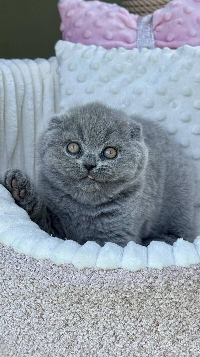 Tokyo Scottish Fold male, blue