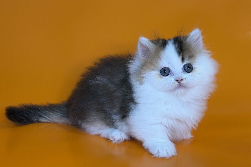 Yestin Munchkin male black golden ticked tabby - live animals