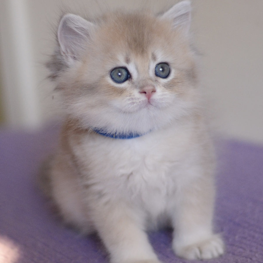 Yappy British Longhair male, blue golden chinchilla