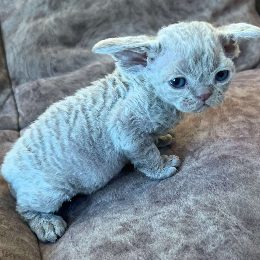 Vlad Devon Rex male, lilac